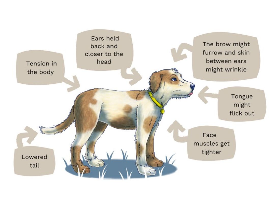 How can you tell if a dog is in distress
